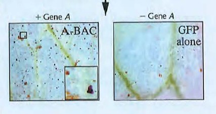 anthocyanin genes