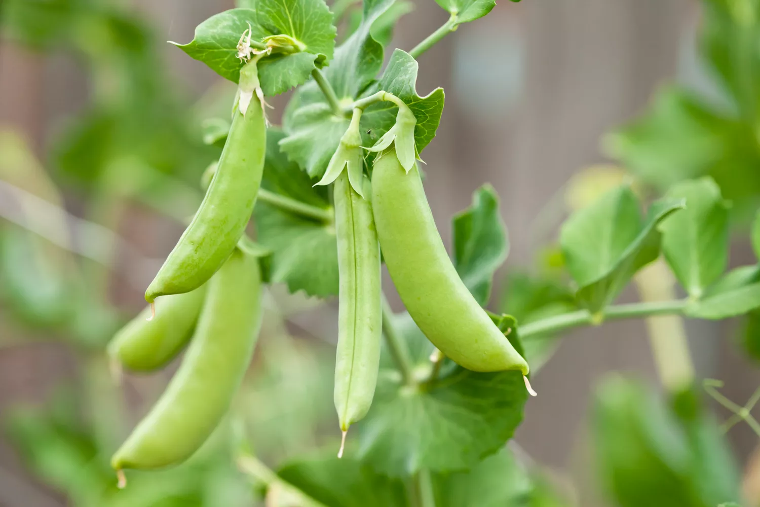 peas4